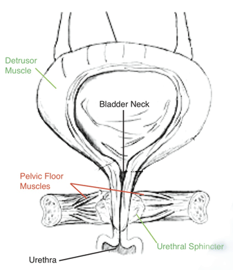 anatomical picture of the bladder and related musculature